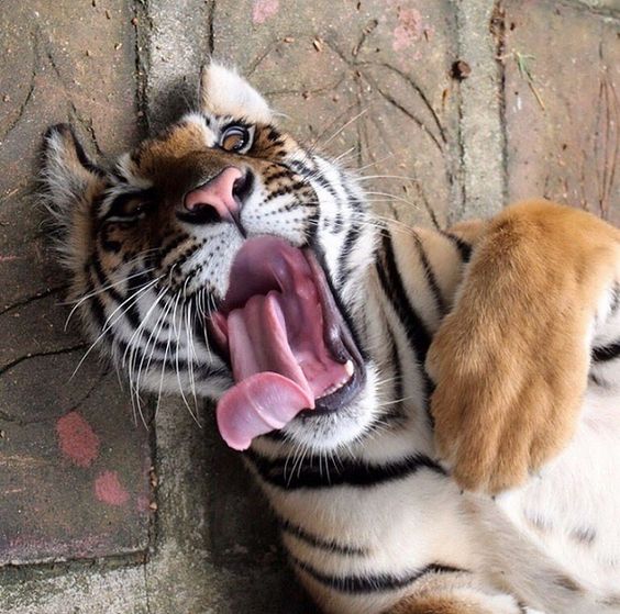 [TESO] Рейд статика "Ленивые тигры"